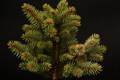 Picea pungens Glauca Piramidalis IMG_2650 Świerk kłujący